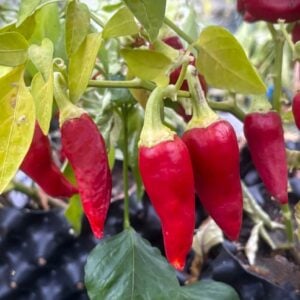 Caloro Chilifrön