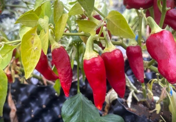 Caloro Chilifrön 2