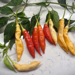 Aji Omnicolor x Starfish Capsicum baccatum