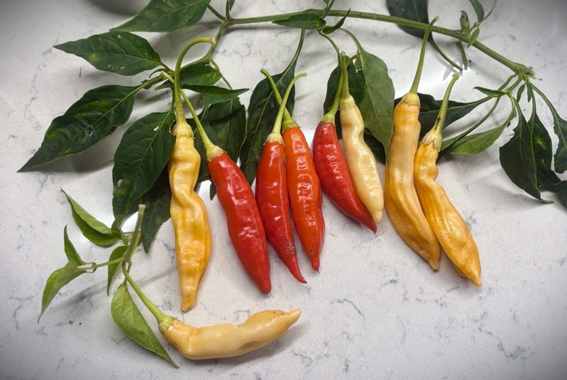 Aji Omnicolor x Starfish Chilifrön