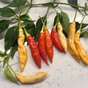 Aji Omnicolor x Starfish Chilifrön