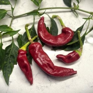 Hungarian Boldog Chilifrön