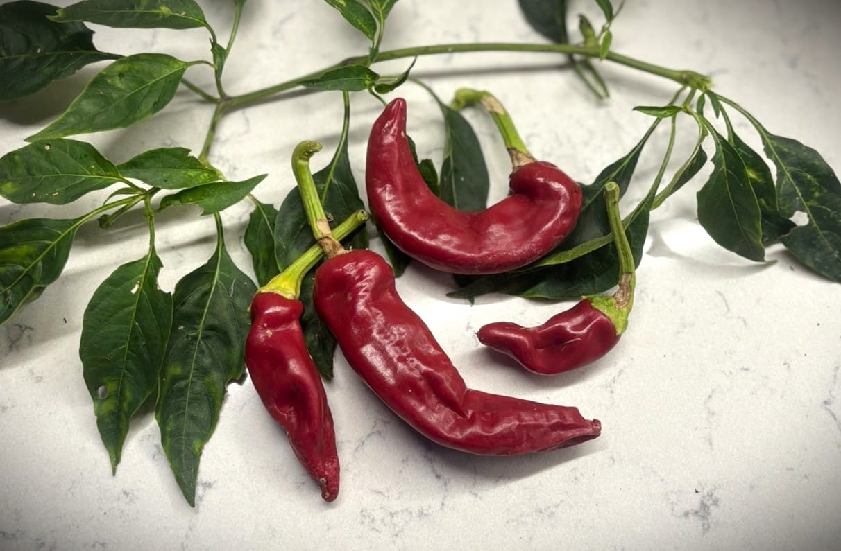Hungarian Boldog Chilifrön