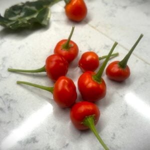 Aji Tapachula Chilifrön