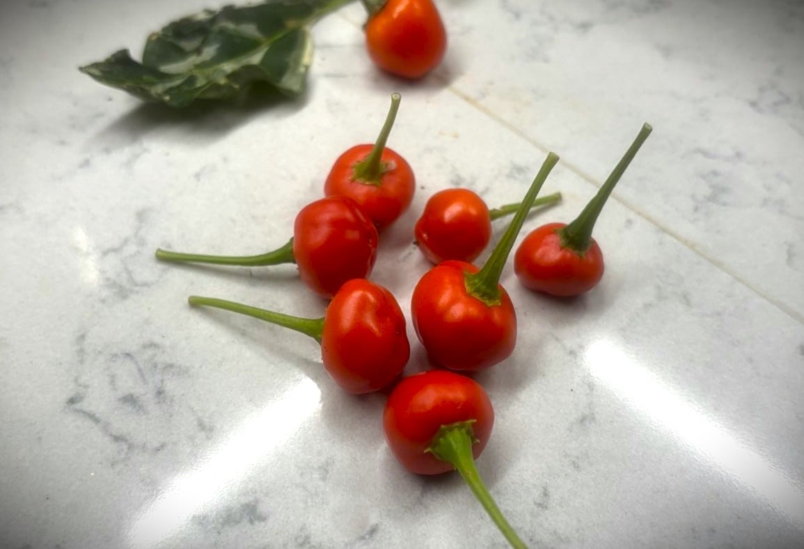 Aji Tapachula Chilifrön