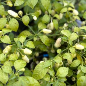 Habanero Cristina Chilifrön