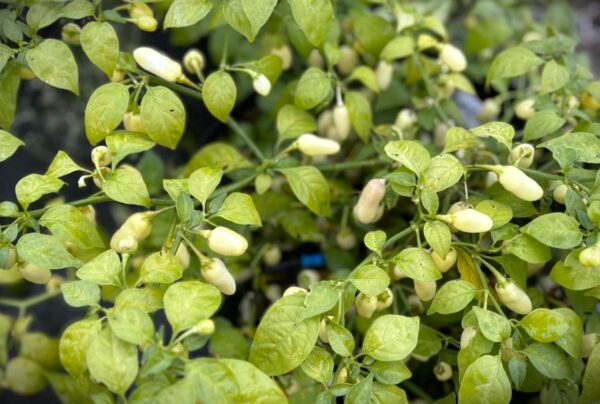 Habanero Cristina Chilifrön 2