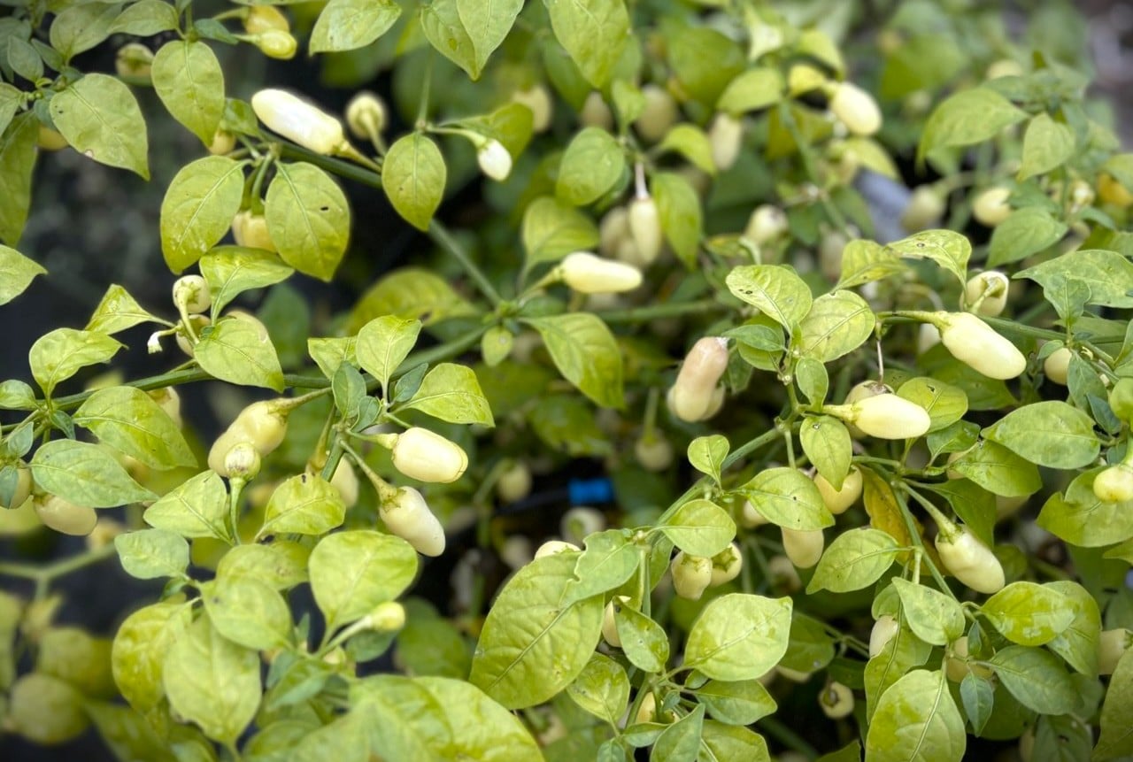 Habanero Cristina Chilifrön