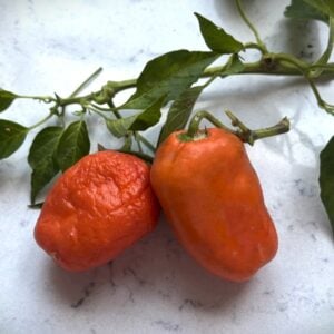Rocoto Oculto Clef Chilifrön