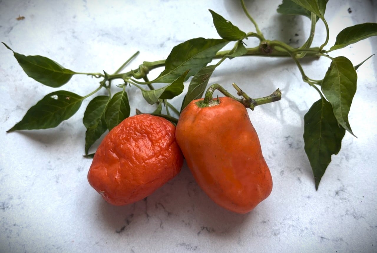 Rocoto Oculto Clef Chilifrön