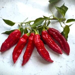Carbonero Red Chilifrön