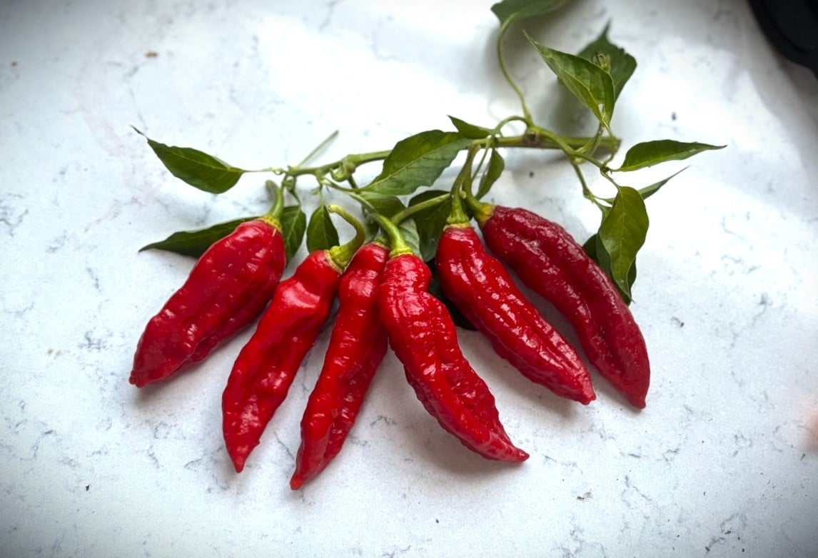Carbonero Red Chilifrön