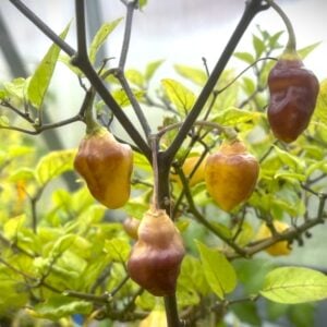 Bolivian Bumpy Chilifrön