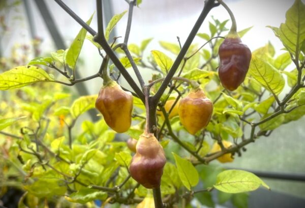 Bolivian Bumpy Chilifrön 2
