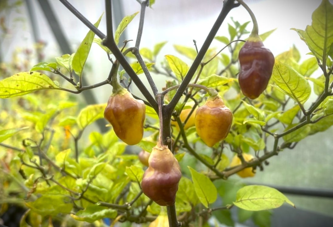 Bolivian Bumpy Chilifrön