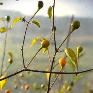 Chiltepin Amarillo Chilifrön