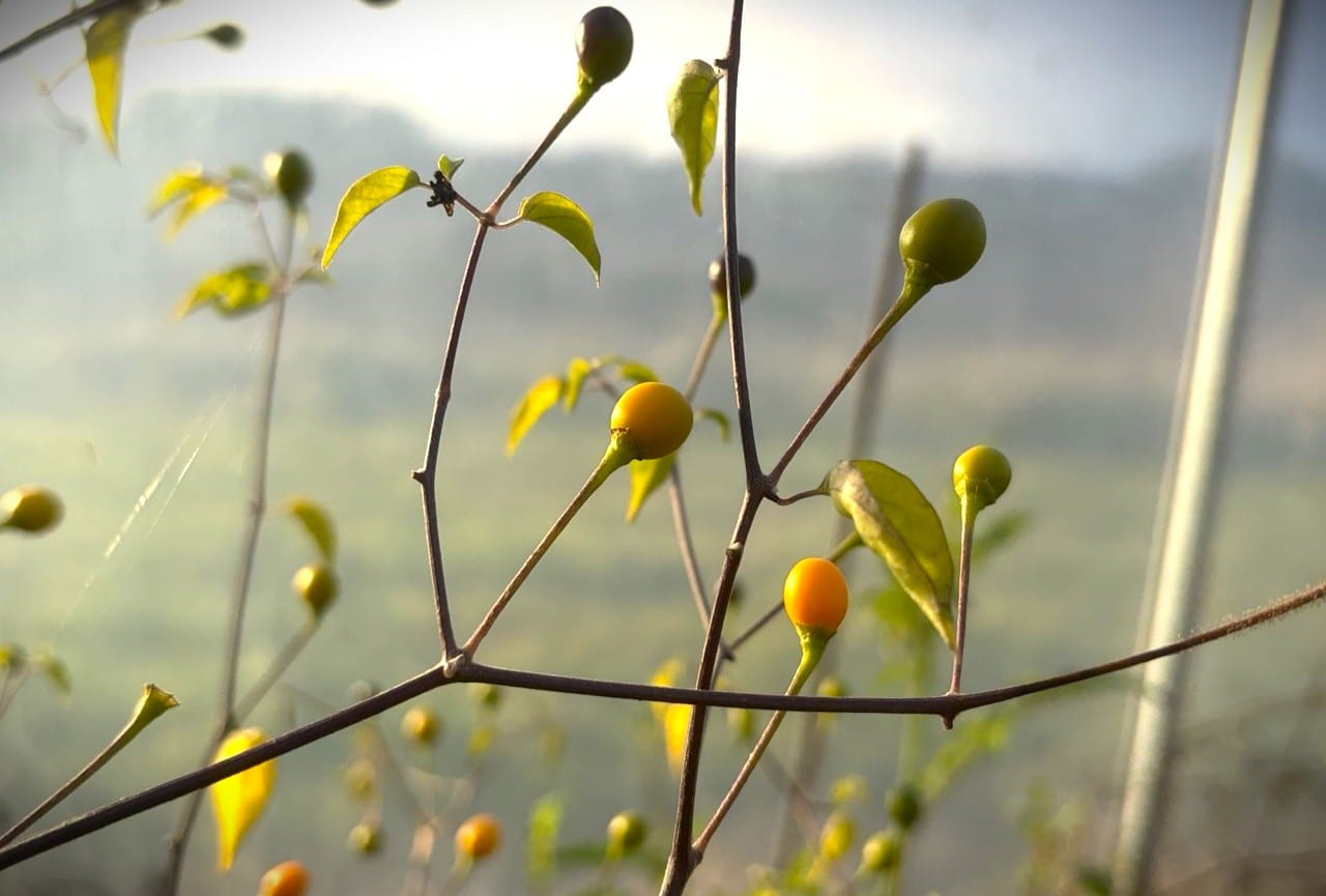 Chiltepin Amarillo Chilifrön