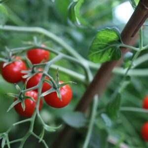 Micro Cherry Tomatfröer