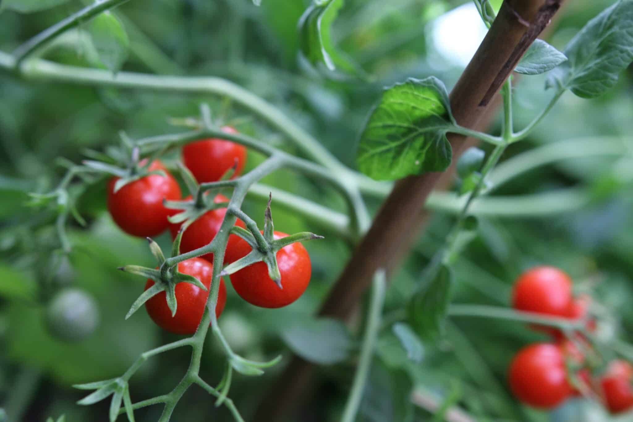 Micro Cherry Busktomat