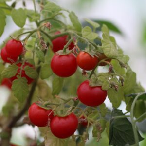 Cherry Falls Tomatfröer