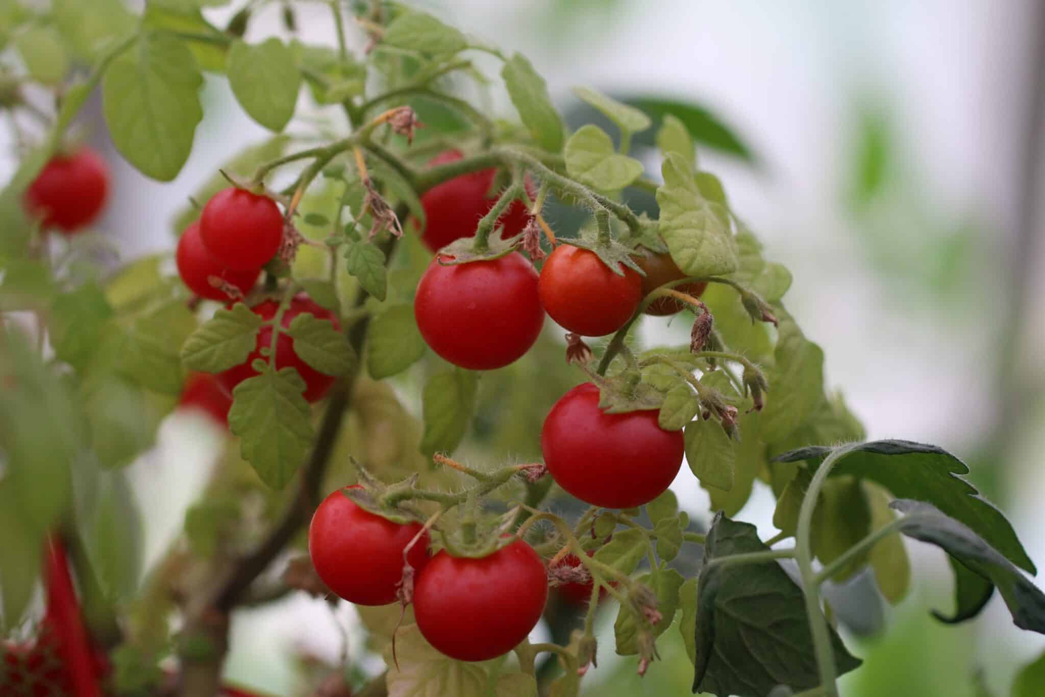 Cherry Falls Ampeltomat