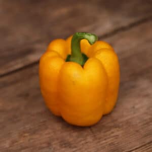 Bell Orange Capsicum annuum