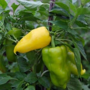 Jalapeno Lemon Giant Chilifrön