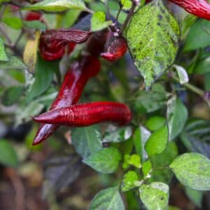 Jalapeno Tiger Chilifrön