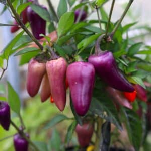 Jalapeno Multicolor Chilifrön