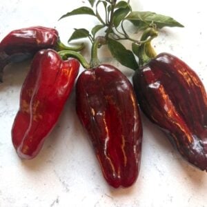 Ancho L Pinky Chilifrön