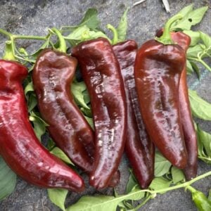Ramirobell Choklad Chilifrön
