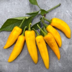Serrano Yellow Chilifrön