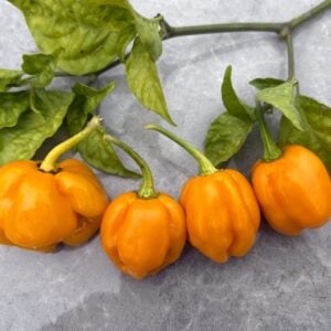 Habanero Naranja Picante Chilifrön