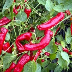 Tricorno Chilifrön