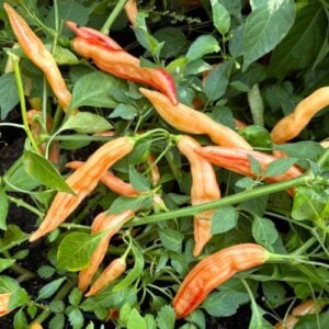 Aji Lily Teolinda Chilifrön