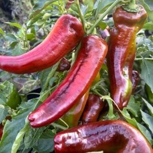 Ramirobell Choklad Chilifrön