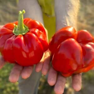 Keystone Resistant Chilifrön