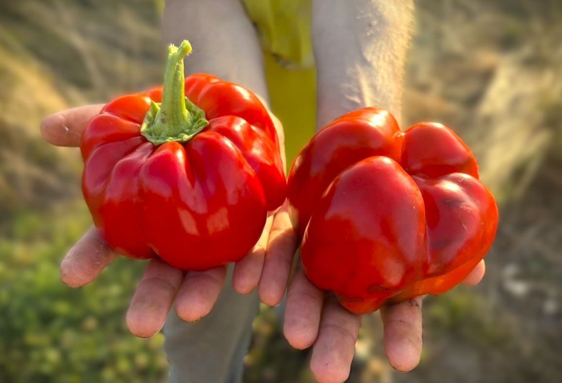 Keystone Resistant Chilifrön
