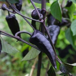 Jalapeno Deadpool Chilifrön