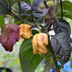 Reaper Purple Peach Chilifrön