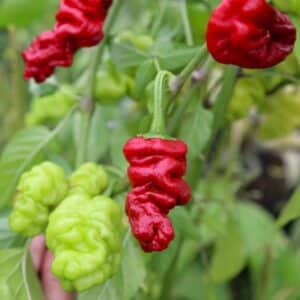 Zou-Pi Chilifrön
