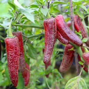 Jalapeno Black Chilifrön