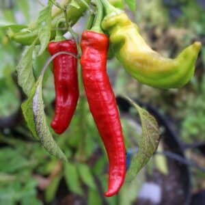 Jalapeno Chernobyl Chilifrön