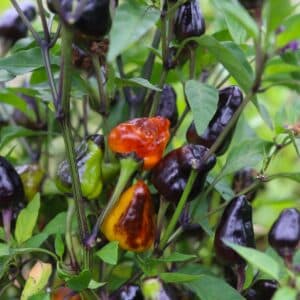 Jes’s Purple Orange Jalapeno Chilifrön