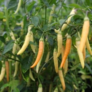Fifi Tabasco Peach Chilifrön