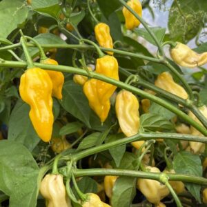 Habanero Hot Lemon Chilifrön