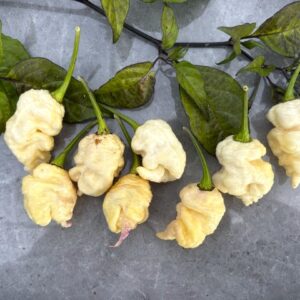 Snow White Moruga Chilifrön