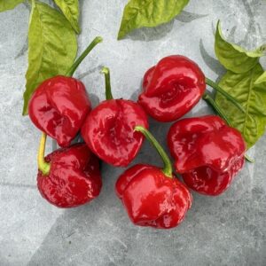 7 Pot Burgundy Chilifrön