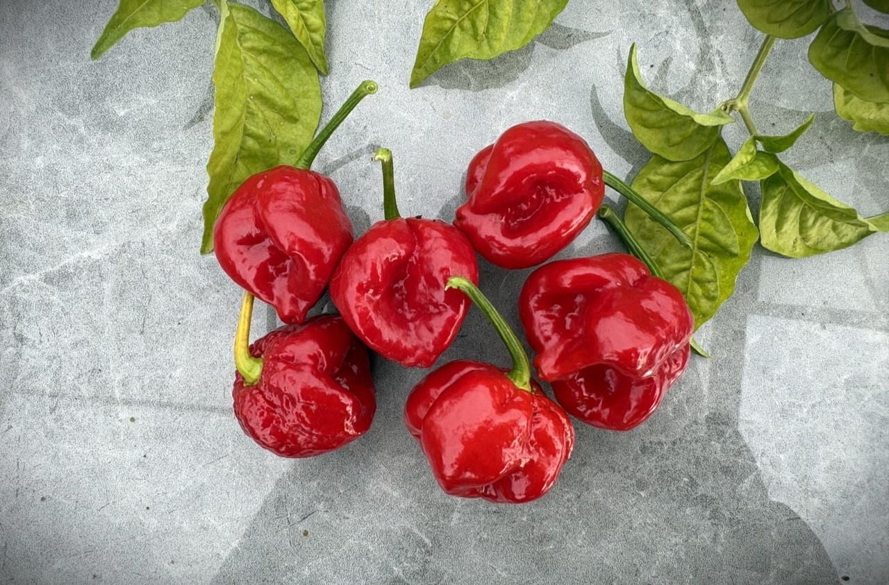7 Pot Burgundy 7 Pot Burgundy Chilifrön 2