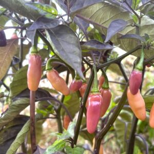 Aji Charapita X Fidalgo Roxa Chilifrön